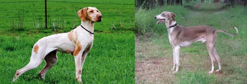 Mudhol Hound vs Ariege Pointer - Breed Comparison