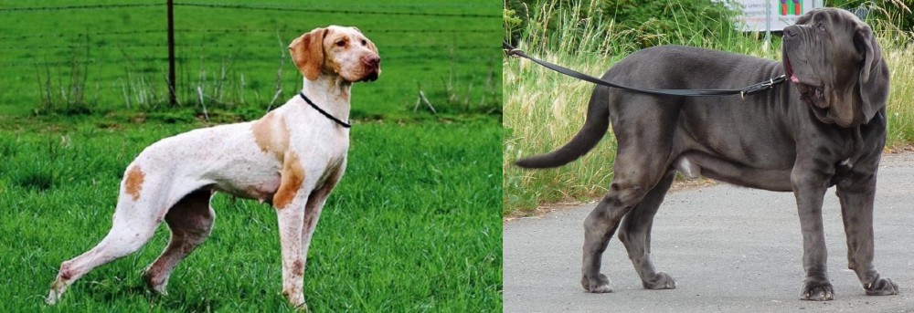 Neapolitan Mastiff vs Ariege Pointer - Breed Comparison