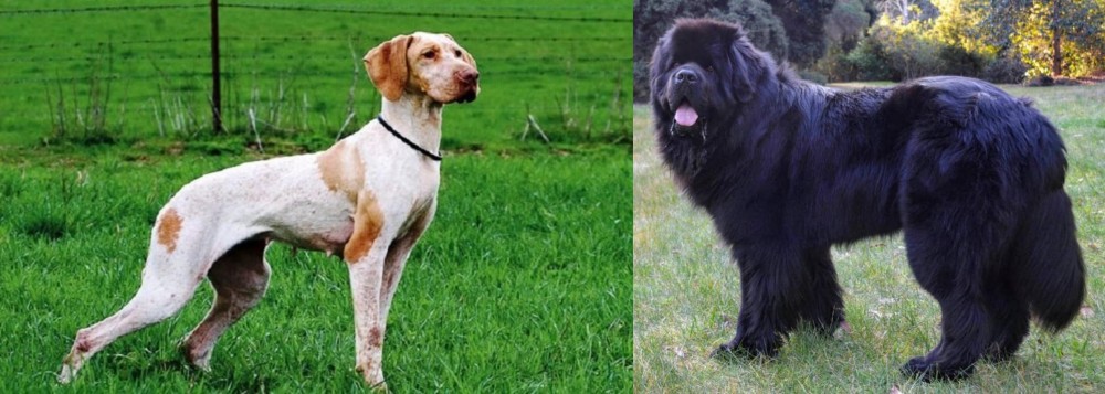 Newfoundland Dog vs Ariege Pointer - Breed Comparison