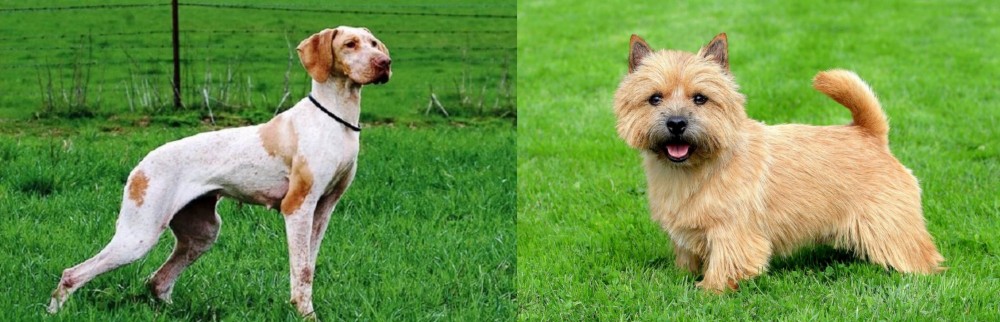 Norwich Terrier vs Ariege Pointer - Breed Comparison