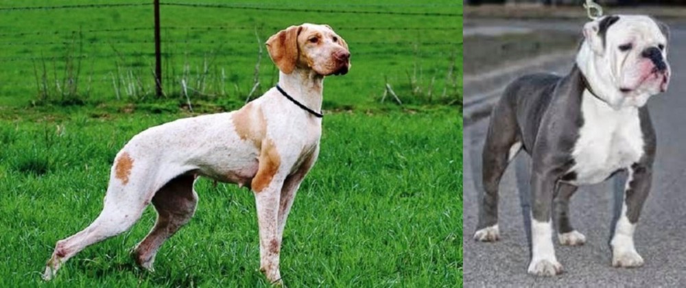 Old English Bulldog vs Ariege Pointer - Breed Comparison