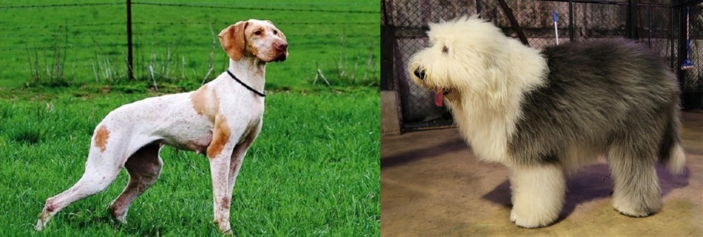 Old English Sheepdog vs Ariege Pointer - Breed Comparison