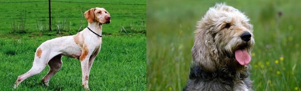 Otterhound vs Ariege Pointer - Breed Comparison