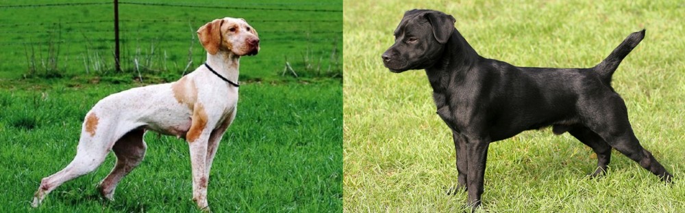 Patterdale Terrier vs Ariege Pointer - Breed Comparison