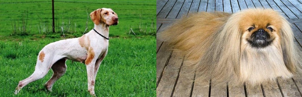 Pekingese vs Ariege Pointer - Breed Comparison