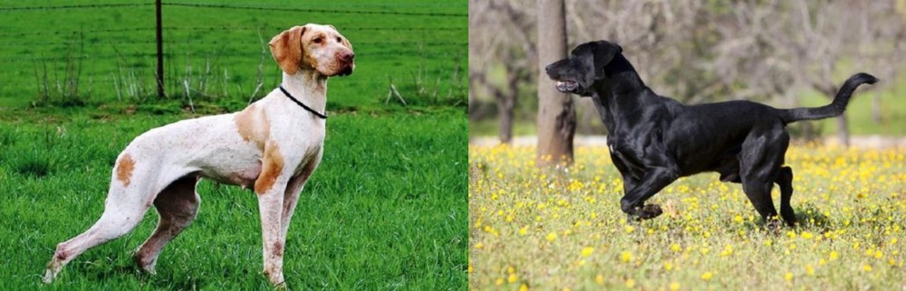 Perro de Pastor Mallorquin vs Ariege Pointer - Breed Comparison