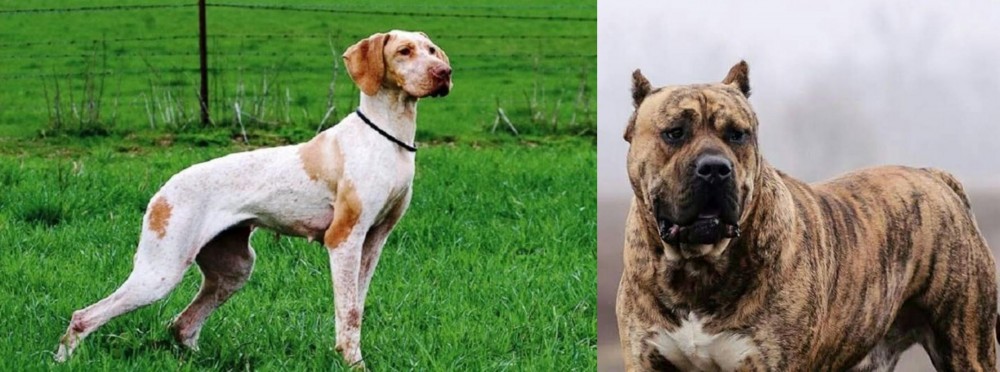 Perro de Presa Canario vs Ariege Pointer - Breed Comparison
