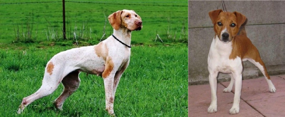 Plummer Terrier vs Ariege Pointer - Breed Comparison