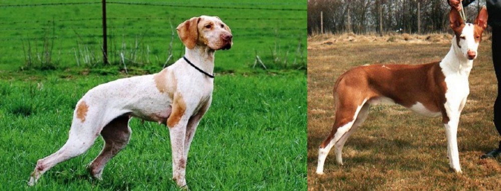 Podenco Canario vs Ariege Pointer - Breed Comparison
