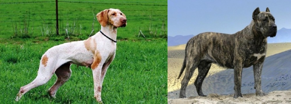 Presa Canario vs Ariege Pointer - Breed Comparison