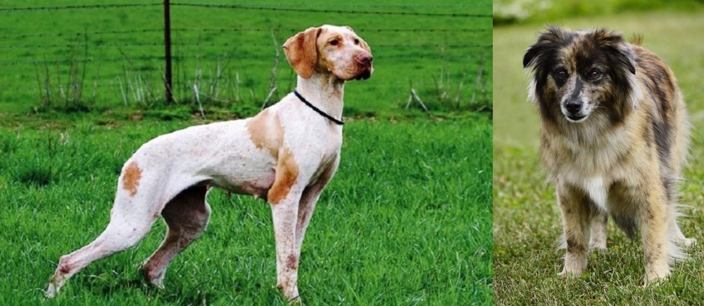 Pyrenean Shepherd vs Ariege Pointer - Breed Comparison