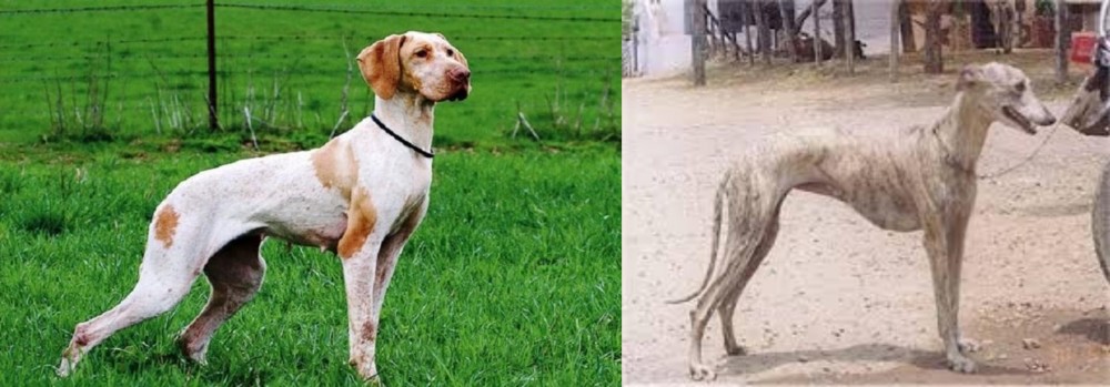Rampur Greyhound vs Ariege Pointer - Breed Comparison