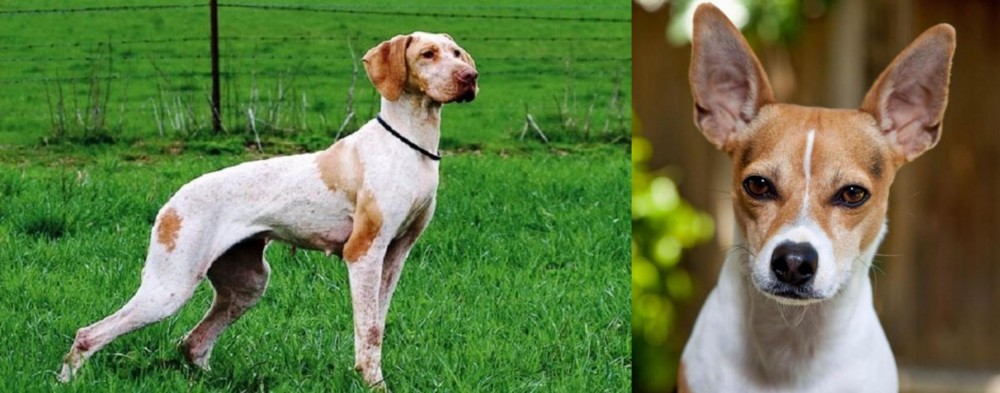 Rat Terrier vs Ariege Pointer - Breed Comparison