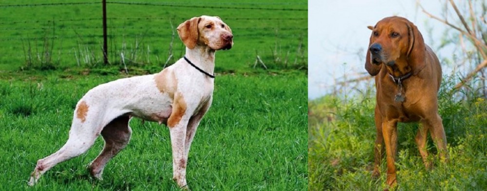Redbone Coonhound vs Ariege Pointer - Breed Comparison
