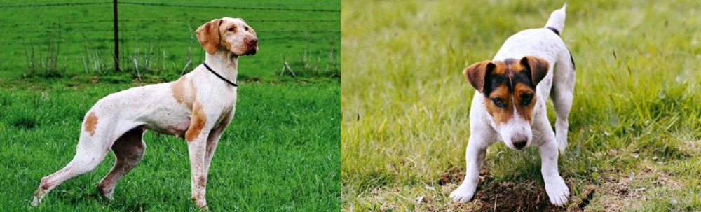 Russell Terrier vs Ariege Pointer - Breed Comparison