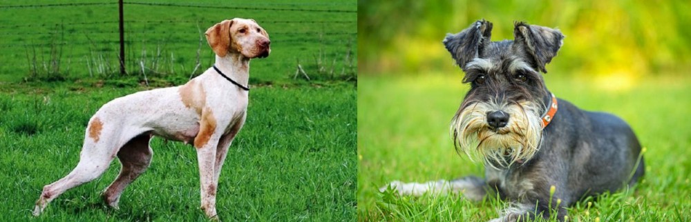 Schnauzer vs Ariege Pointer - Breed Comparison
