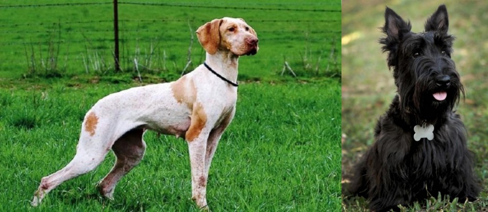 Scoland Terrier vs Ariege Pointer - Breed Comparison