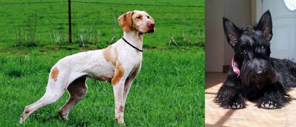 Scottish Terrier vs Ariege Pointer - Breed Comparison