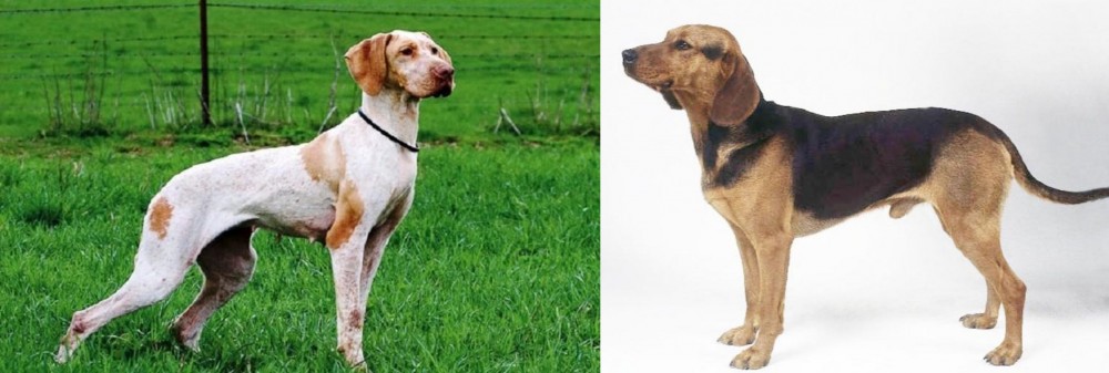 Serbian Hound vs Ariege Pointer - Breed Comparison