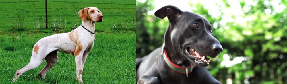 Shepard Labrador vs Ariege Pointer - Breed Comparison
