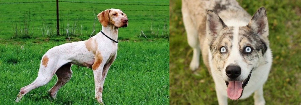 Shepherd Husky vs Ariege Pointer - Breed Comparison