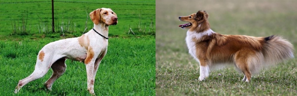 Shetland Sheepdog vs Ariege Pointer - Breed Comparison