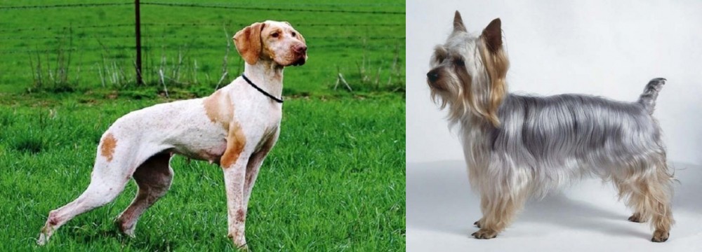 Silky Terrier vs Ariege Pointer - Breed Comparison