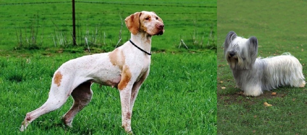 Skye Terrier vs Ariege Pointer - Breed Comparison