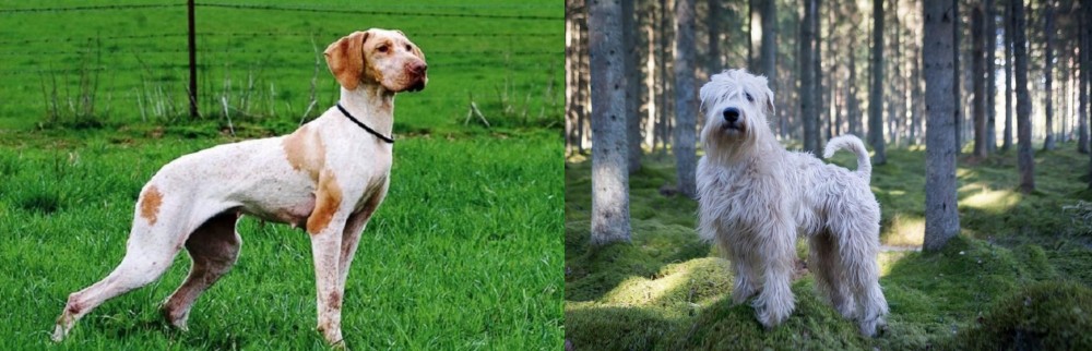 Soft-Coated Wheaten Terrier vs Ariege Pointer - Breed Comparison