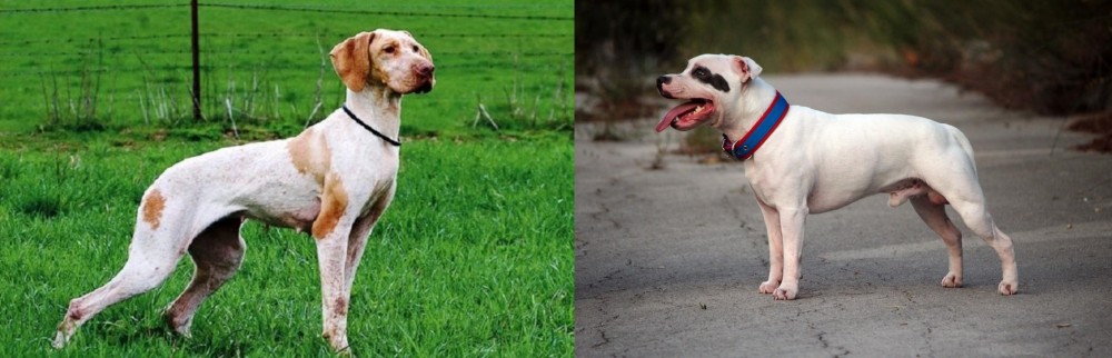 Staffordshire Bull Terrier vs Ariege Pointer - Breed Comparison
