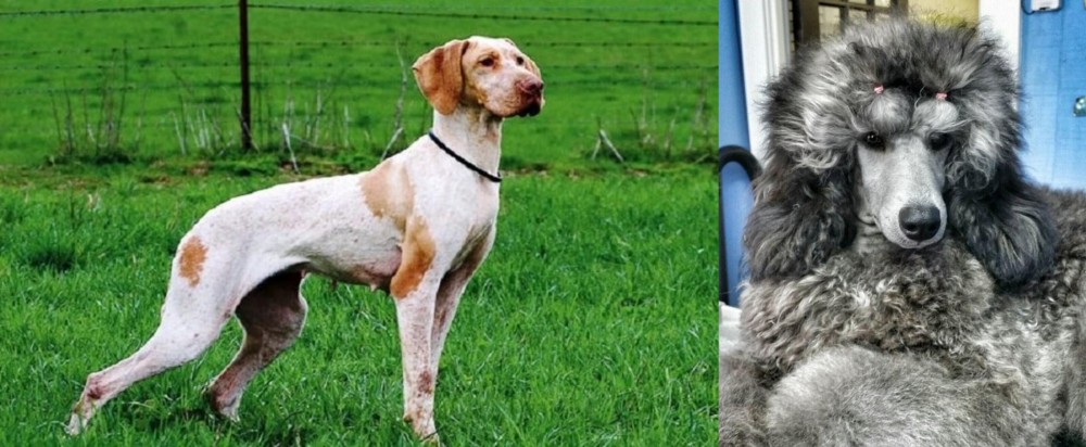 Standard Poodle vs Ariege Pointer - Breed Comparison