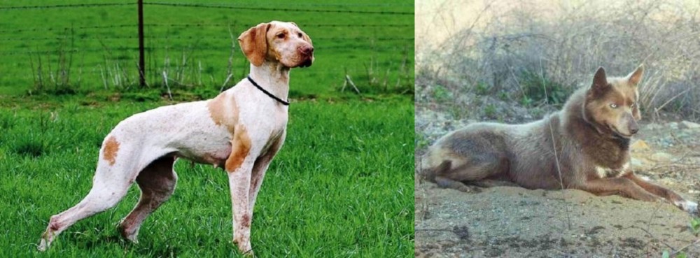 Tahltan Bear Dog vs Ariege Pointer - Breed Comparison