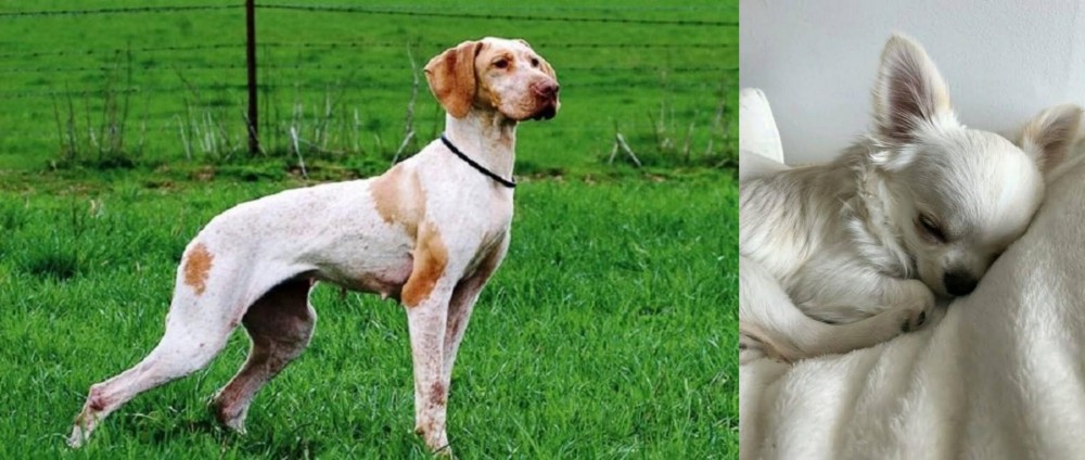Tea Cup Chihuahua vs Ariege Pointer - Breed Comparison