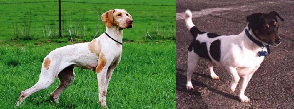 Teddy Roosevelt Terrier vs Ariege Pointer - Breed Comparison