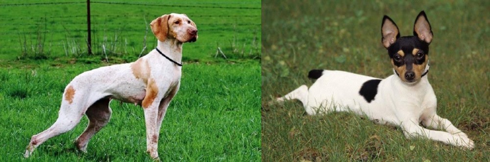 Toy Fox Terrier vs Ariege Pointer - Breed Comparison
