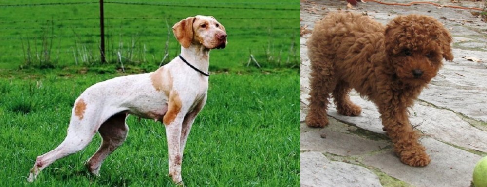 Toy Poodle vs Ariege Pointer - Breed Comparison
