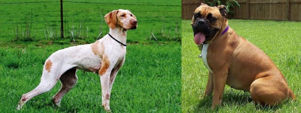 Valley Bulldog vs Ariege Pointer - Breed Comparison
