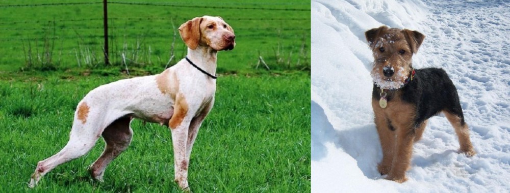 Welsh Terrier vs Ariege Pointer - Breed Comparison