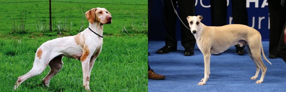 Whippet vs Ariege Pointer - Breed Comparison