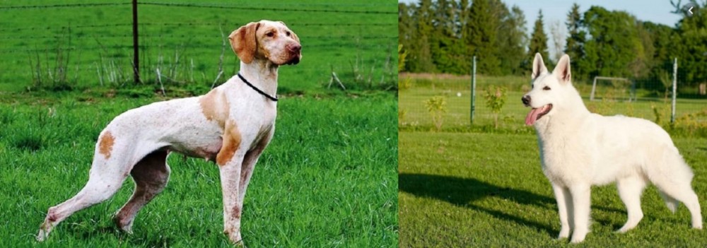 White Shepherd vs Ariege Pointer - Breed Comparison