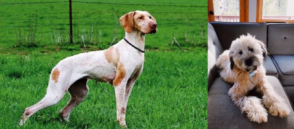 Whoodles vs Ariege Pointer - Breed Comparison