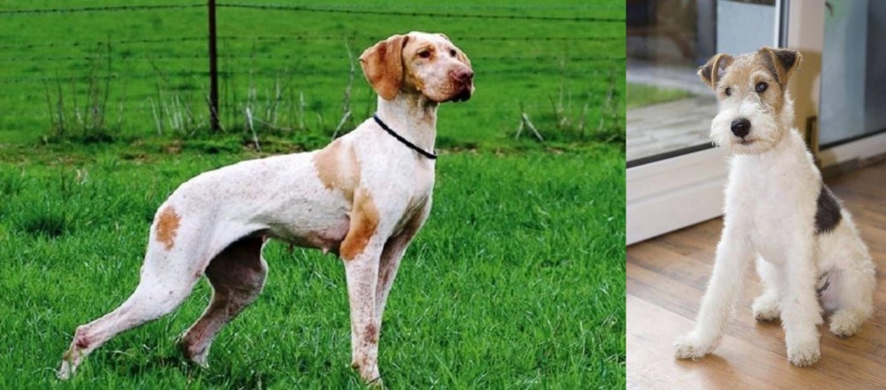 Wire Fox Terrier vs Ariege Pointer - Breed Comparison
