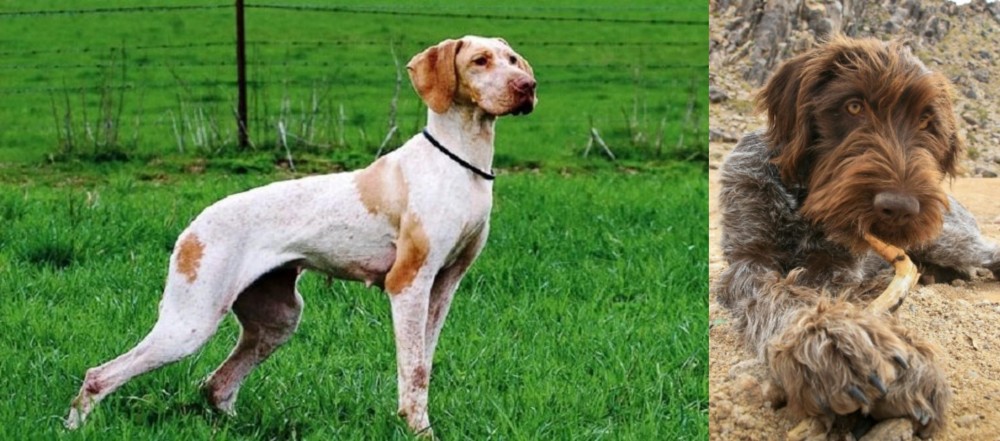 Wirehaired Pointing Griffon vs Ariege Pointer - Breed Comparison