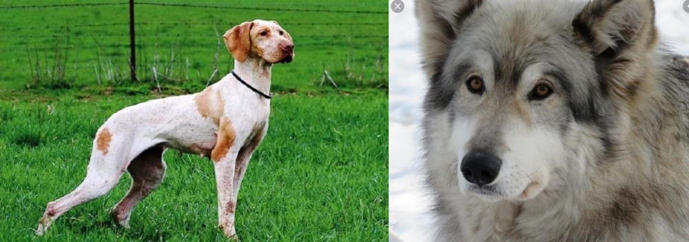 Wolfdog vs Ariege Pointer - Breed Comparison