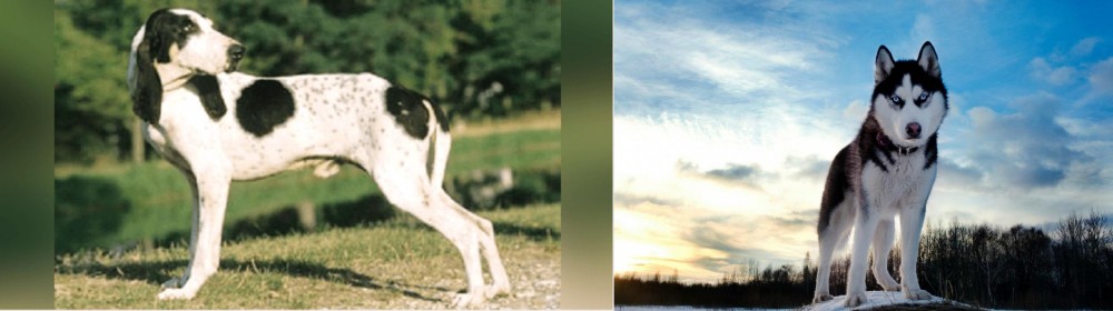 Alaskan Husky vs Ariegeois - Breed Comparison