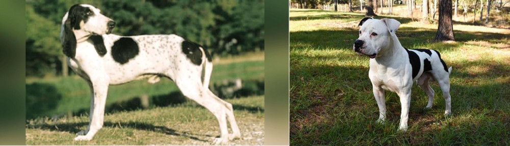 American Bulldog vs Ariegeois - Breed Comparison