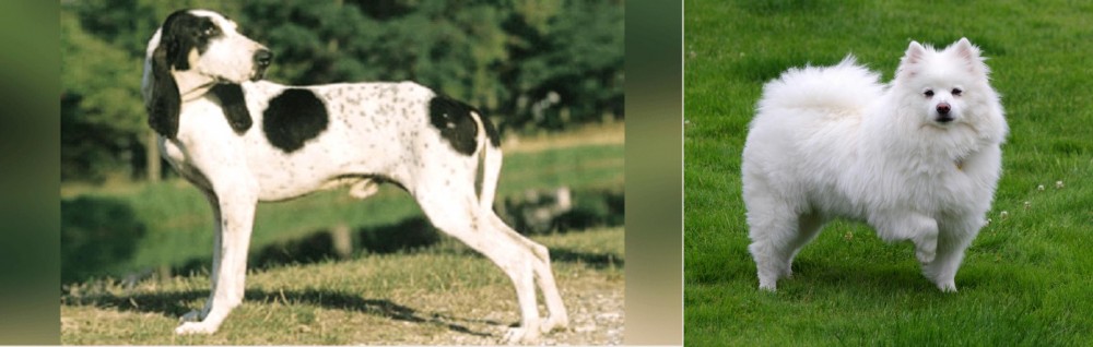 American Eskimo Dog vs Ariegeois - Breed Comparison