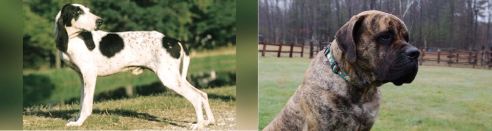 American Mastiff vs Ariegeois - Breed Comparison
