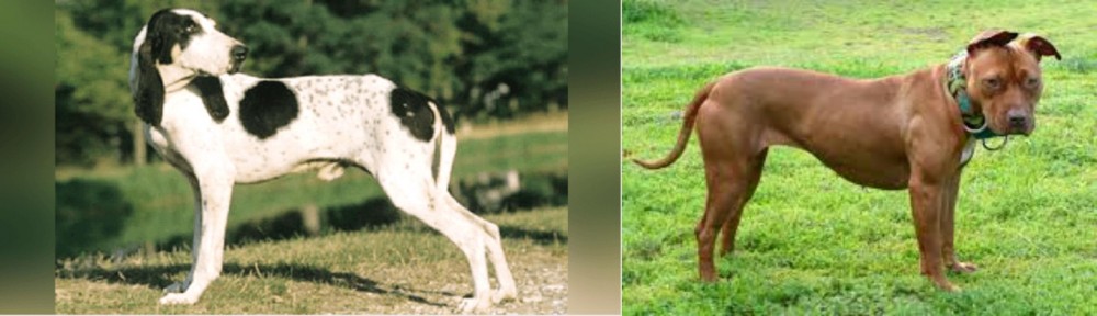 American Pit Bull Terrier vs Ariegeois - Breed Comparison