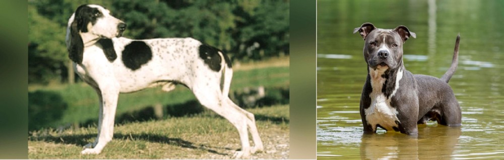 American Staffordshire Terrier vs Ariegeois - Breed Comparison